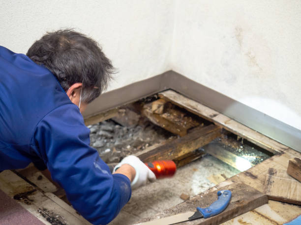 Best Black Mold Remediation in Resaca, GA