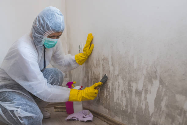 Best Health and Safety Mold Remediation in Resaca, GA