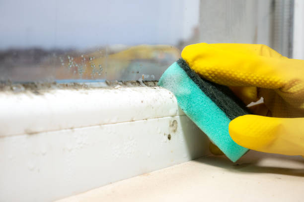 Best HVAC Mold Remediation in Resaca, GA