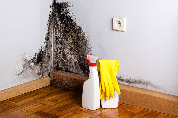 Best Kitchen Mold Remediation in Resaca, GA